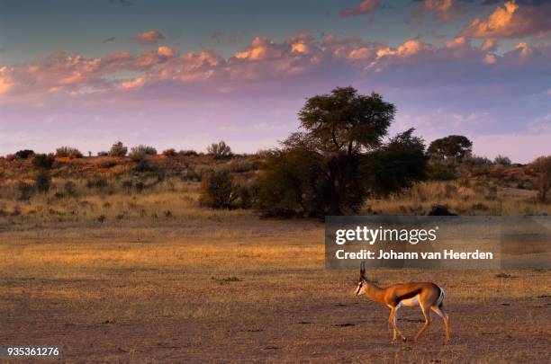 kgalagadi sunset with springbok - kalahari gemsbok national park stock pictures, royalty-free photos & images