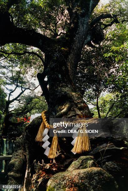 Shimenawa, rice straw rope tied around a sacred tree, Sumiyoshi Taisha shrine, Osaka, Kansai, Japan.