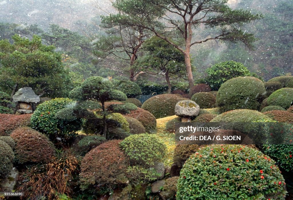 Trees and bushes in Unzen-Amakusa national park