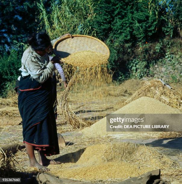 Seiving Rice 195 Sieving Rice Stock Photos, High-Res Pictures, and Images - Getty Images