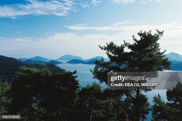 Forest on Mireuk island, South Gyeongsang Province, South Korea.