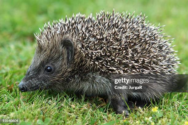 hedgehog - spiked stock pictures, royalty-free photos & images