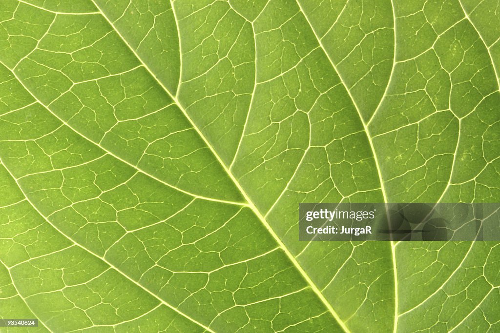Green Leaf Makro