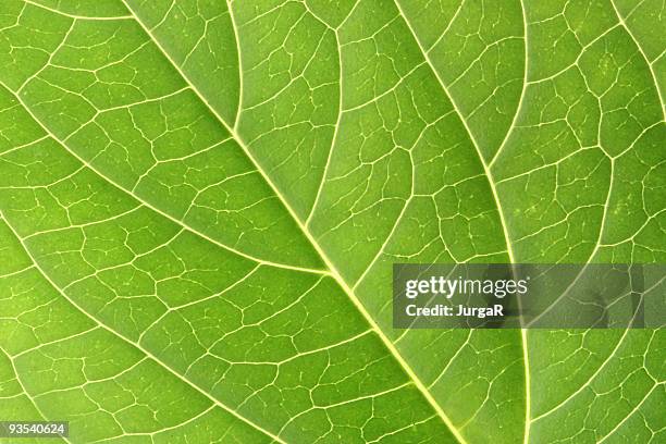 green leaf macro - leaf epidermis stock pictures, royalty-free photos & images
