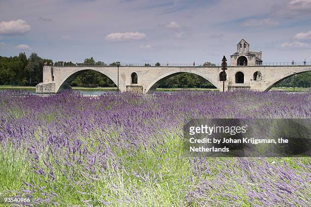 field of lavenders and st. benezet's bridge - rhone river stock pictures, royalty-free photos & images