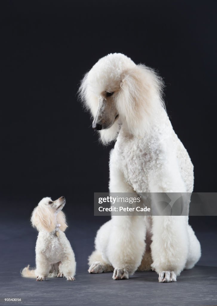 Small and large poodle