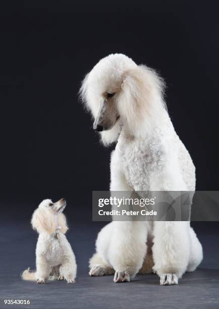 small and large poodle - caniche photos et images de collection