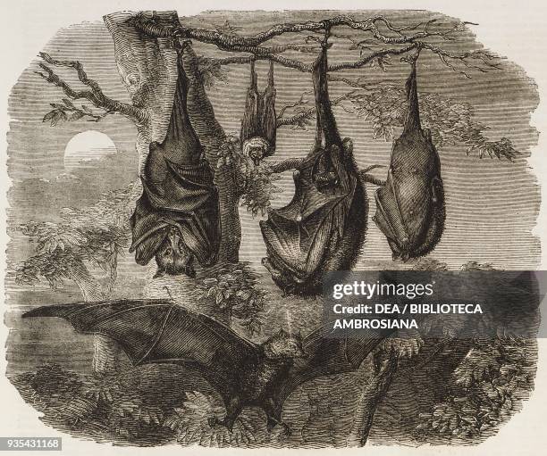 Flying Foxes recently added to the Zoological Society's Gardens, Regent's Park, London, illustration from the magazine The Illustrated London News,...