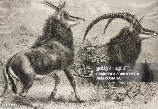 Sable antelope from Southern Africa, recently added to Zoological Society's Gardens, Regent's Park, London, United Kingdom, illustration from the...