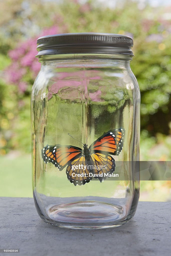Orange butterfly in a jar