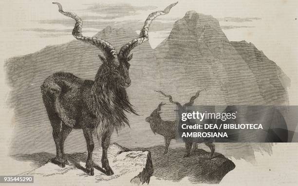 Specimens of markhor , illustration from the magazine The Illustrated London News, volume XXXIII, October 9, 1858.