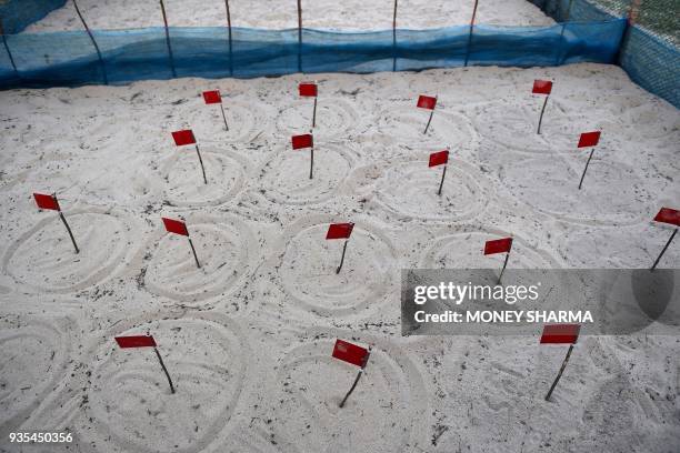 In this picture taken on February 28 an Olive Ridley sea turtle hatchery is seen on Daluakani beach, around 80km from Bhubaneswar in India's eastern...