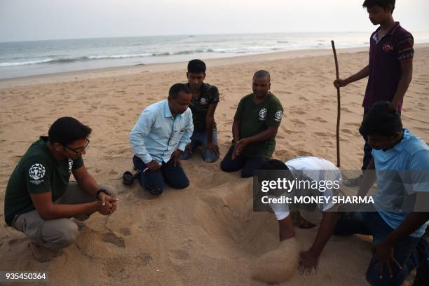 In this picture taken on February 28 volunteers for the group Action for Protection of Wild Animals demonstrate how to look for turtle eggs in the...