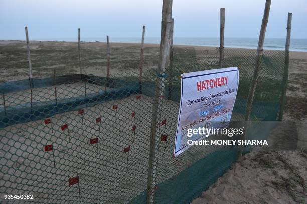 In this picture taken on February 28 an Olive Ridley sea turtle hatchery is seen on Daluakani beach, around 80km from Bhubaneswar in India's eastern...