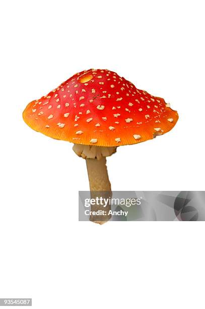 tóxico seta venenosa - poisonous mushroom fotografías e imágenes de stock