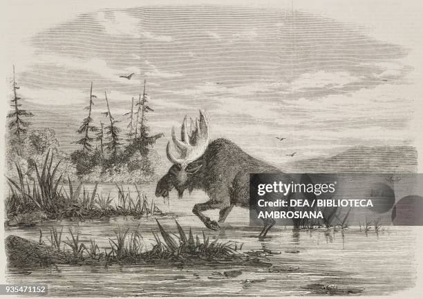 Bull moose feeding in a swamp, Canada, illustration from the magazine The Illustrated London News, volume XXXIII, December 18, 1858.