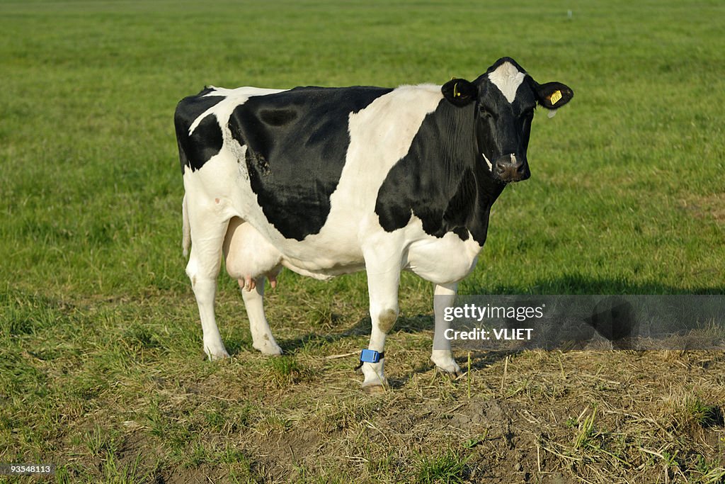 Holstein Kuh in der Wiese