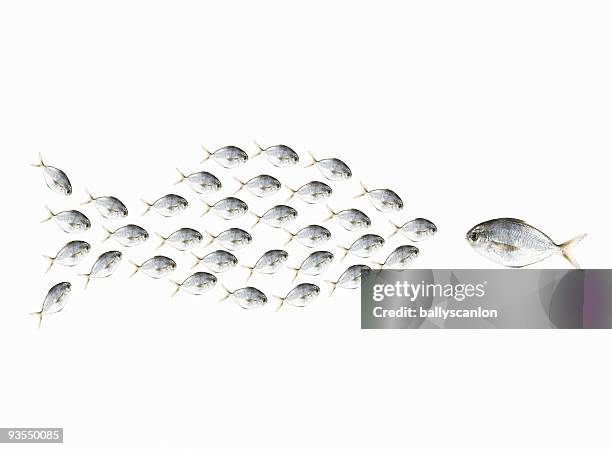 little fish in form of big fish meeting a fish. - big small stock pictures, royalty-free photos & images