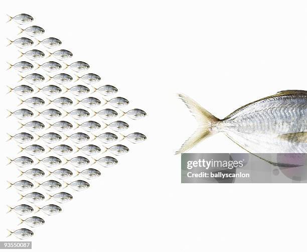 Fish Following Fish Following Fish Photos and Premium High Res Pictures - Getty Images