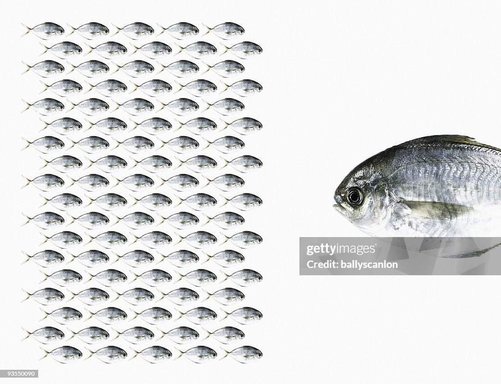 Group of Fish Facing a Large Fish.