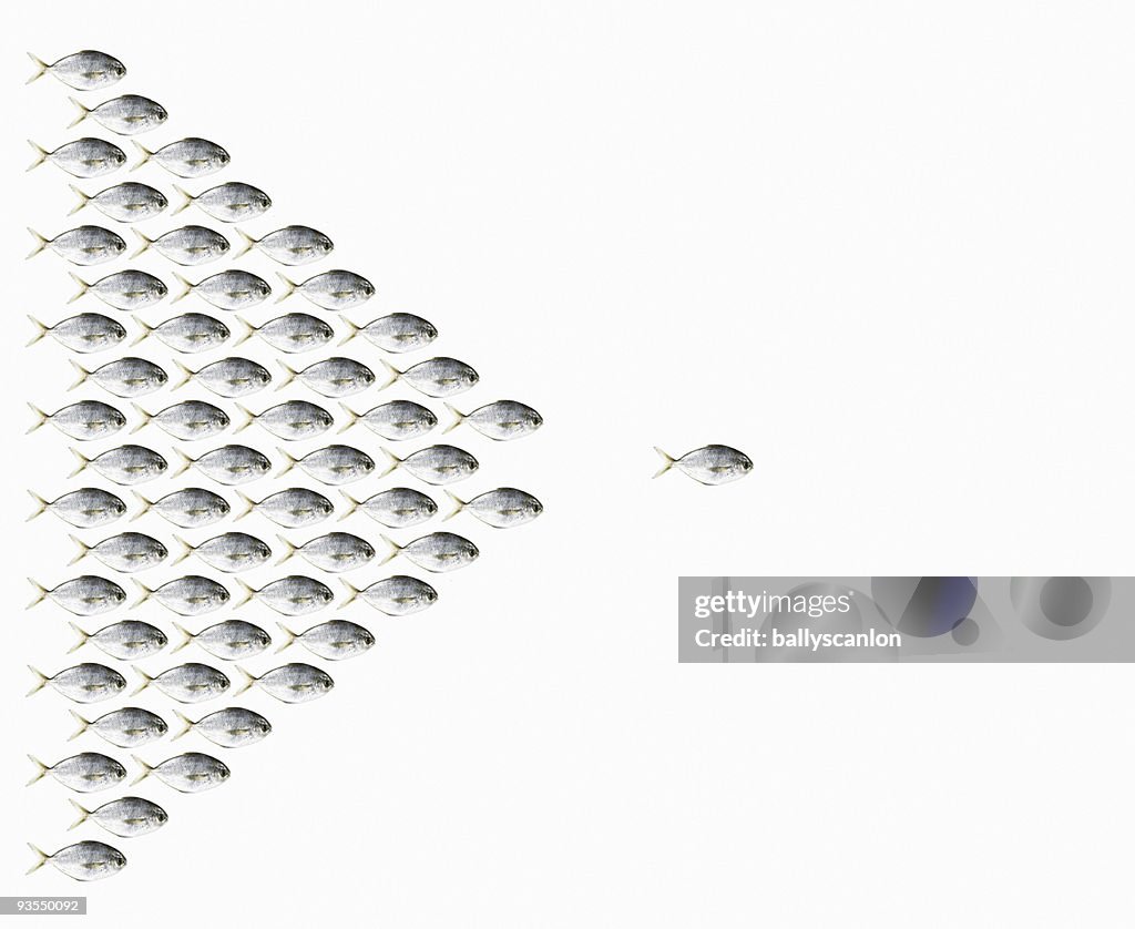 Group of Fish Following One Fish.
