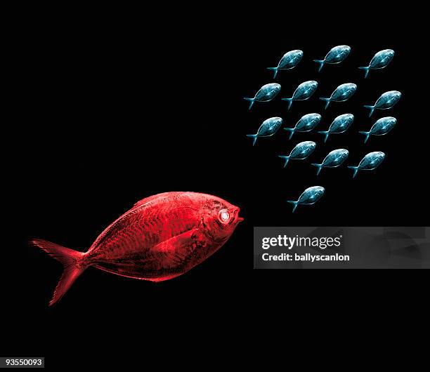 Fish Chasing Chasing Fish Photos and Premium High Res Pictures - Getty Images