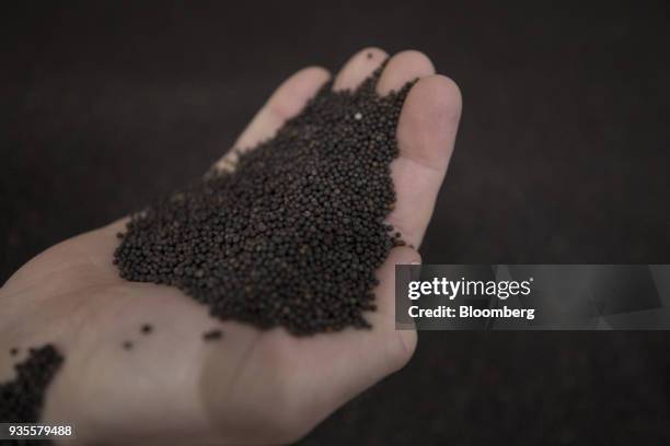 An employee holds a handful of rapeseed in this arranged photograph at the Bayer CropScience processing facility, operated by Bayer AG, in Monheim,...