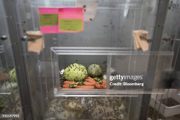 Euschistus heros, also known as 'stink bugs', feed on vegetables inside a tank in the insecticide research facility at the Bayer CropScience AG...