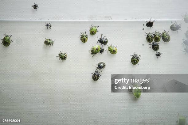 Euschistus heros, also known as 'stink bugs', sit inside a tank in the insecticide research facility at the Bayer CropScience AG facility in Monheim,...