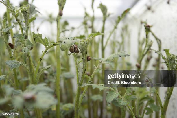 Colorado potato beetles feed on a potato plant inside the insecticide research facility at the Bayer CropScience AG facility in Monheim, Germany, on...