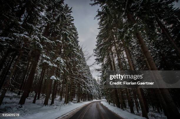 Conifer forest is pictured at winter on March 17, 2018 in Liberec, Czech Republic.