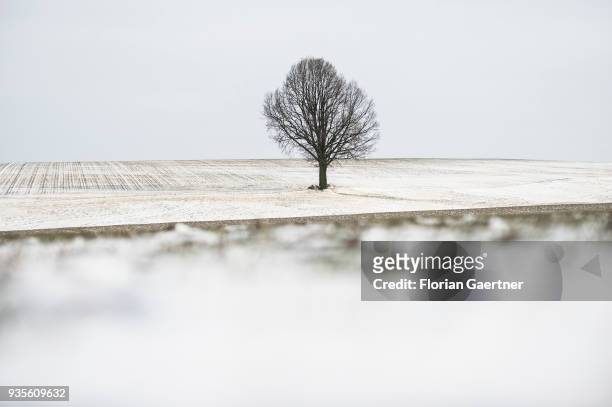 Tree on a field is pictured at winter on March 18, 2018 in Holtendorf, Germany.