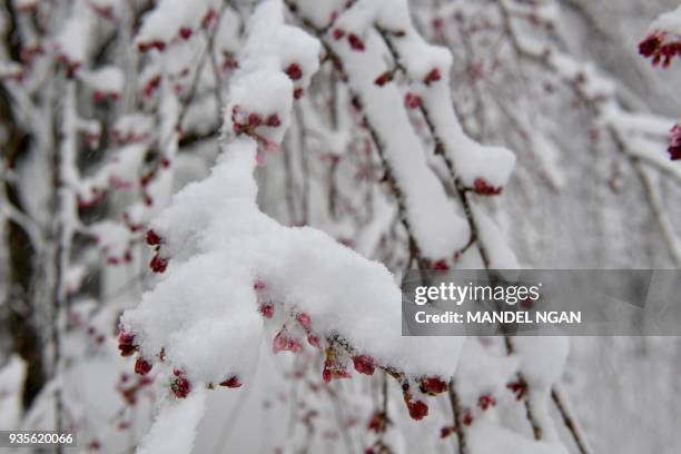 Cold First Day Of Spring 639 Winter Cherry Blossoms Stock Photos, High-Res Pictures, and Images ...