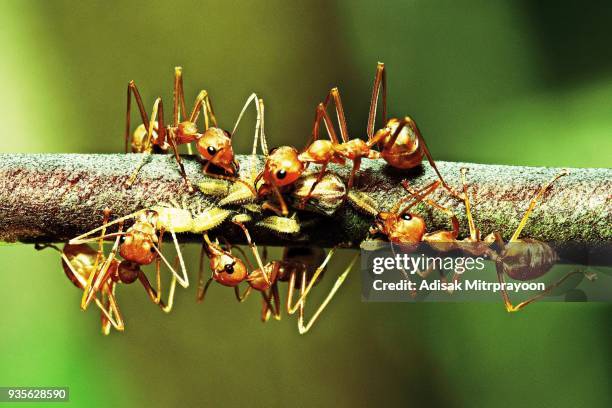 ants and aphids on branch. - insect mandible stock pictures, royalty-free photos & images