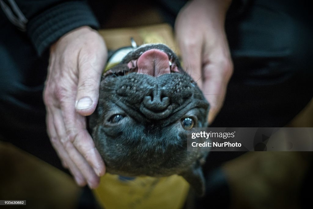 Therapy dog session for ATO soldiers