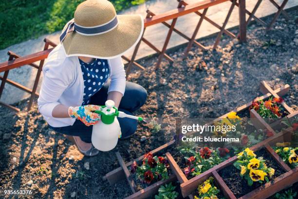 woman spraying flowers in the garden - crushed leaves stock pictures, royalty-free photos & images