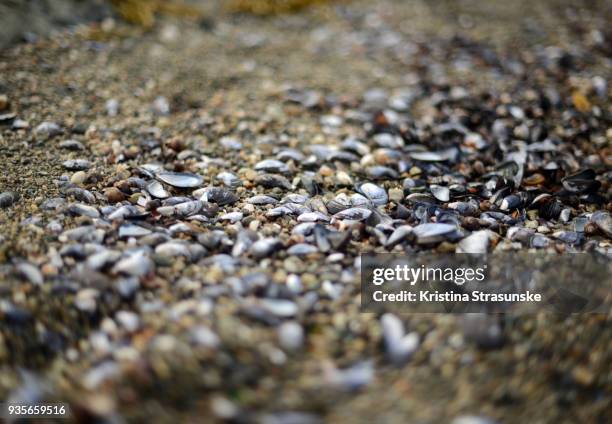 Smallest Shell 773 Kristina Small Stock Photos, High-Res Pictures, and Images - Getty ...