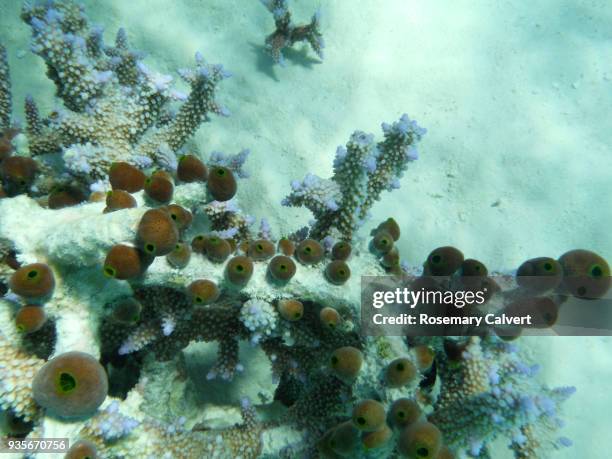 sea squirts, tunicates, growing on dead coral, maldives - 個虫 ストックフォトと画像