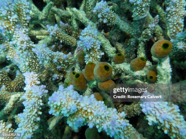 tunicates, sea squirts on dead finger coral, maldives - 個虫 ストックフォトと画像