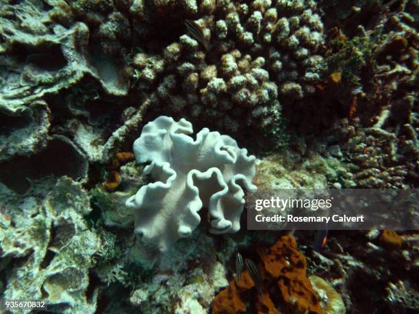 soft coral, mushroom leather coral, maldives. - mushroom coral stock pictures, royalty-free photos & images