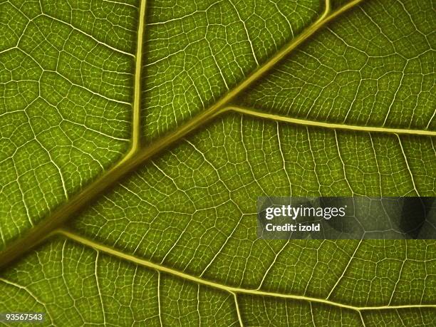 177 Leaf Ribs Stock Photos, High-Res Pictures, and Images - Getty Images