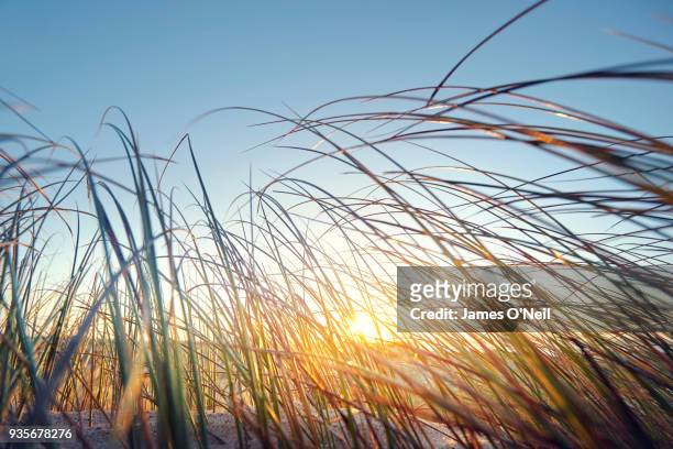 close up of the sunrise filtering through reeds on a beach. - reed grass family stock pictures, royalty-free photos & images