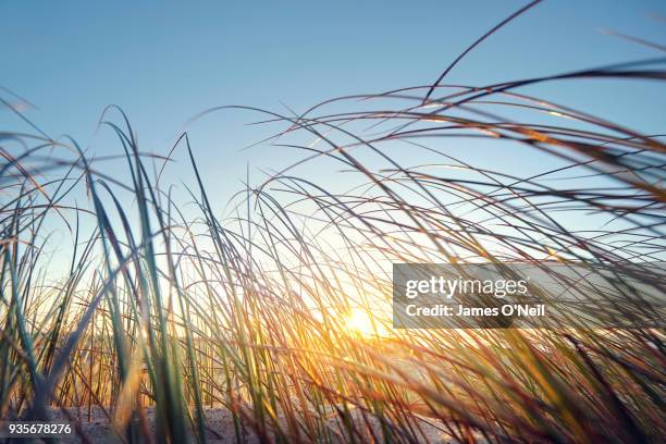close up of the sunrise filtering through reeds on a beach. - vass gräsfamiljen bildbanksfoton och bilder