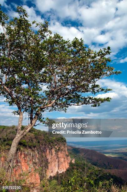 chapada dos guimarães, mato grosso, brazil. - chapada dos guimarães imagens e fotografias de stock