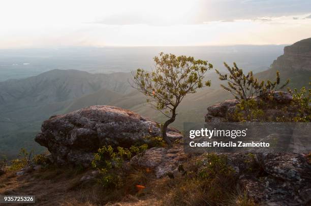 chapada dos guimarães, mato grosso, brazil. - chapada dos guimaraes fotografías e imágenes de stock