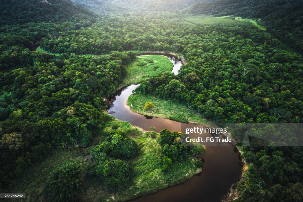 Mata Atlantica - Atlantische bos in Brazilië