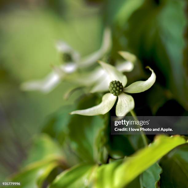 japanese dogwood - kousa dogwood fotografías e imágenes de stock