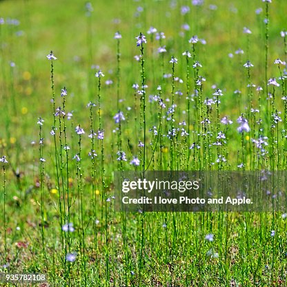 Canada toadflax Canada toadflax