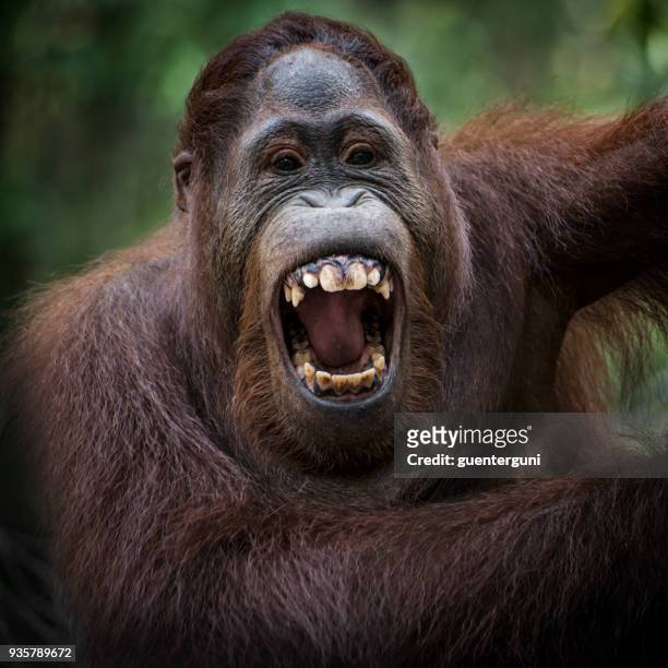 portrait of an orang utan, wildlife shot - orang utan stock pictures, royalty-free photos & images