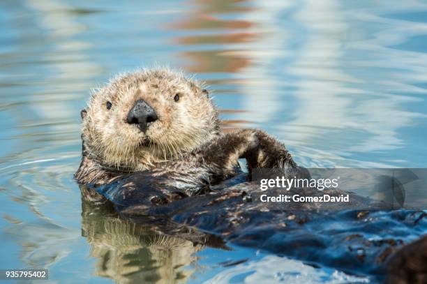 primer plano de la nutria de mar salvaje descansando en el agua del océano de la calma - sea otter fotografías e imágenes de stock